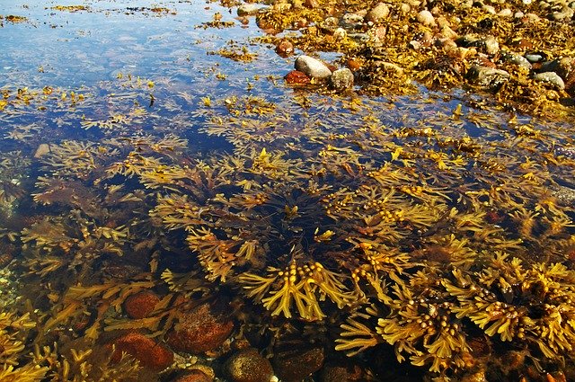 You are currently viewing אצות ים: המזון והדלק של העתיד?